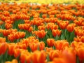 Campo_lleno_de_flores_de_color_naranja[1]